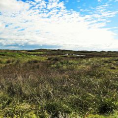 Midden in de duinen