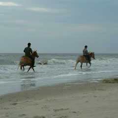 Paarden op het strand